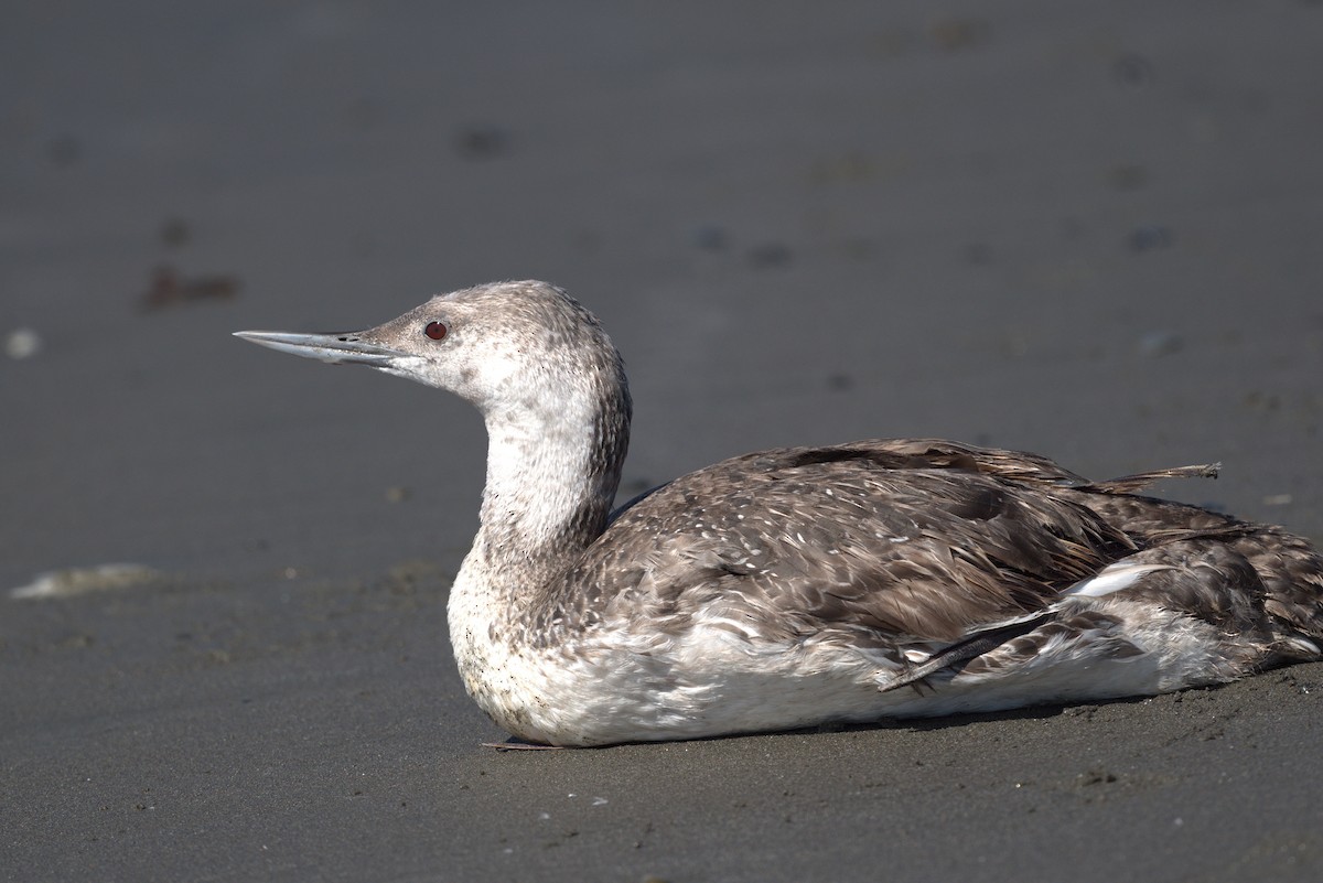 Red-throated Loon - ML405515801