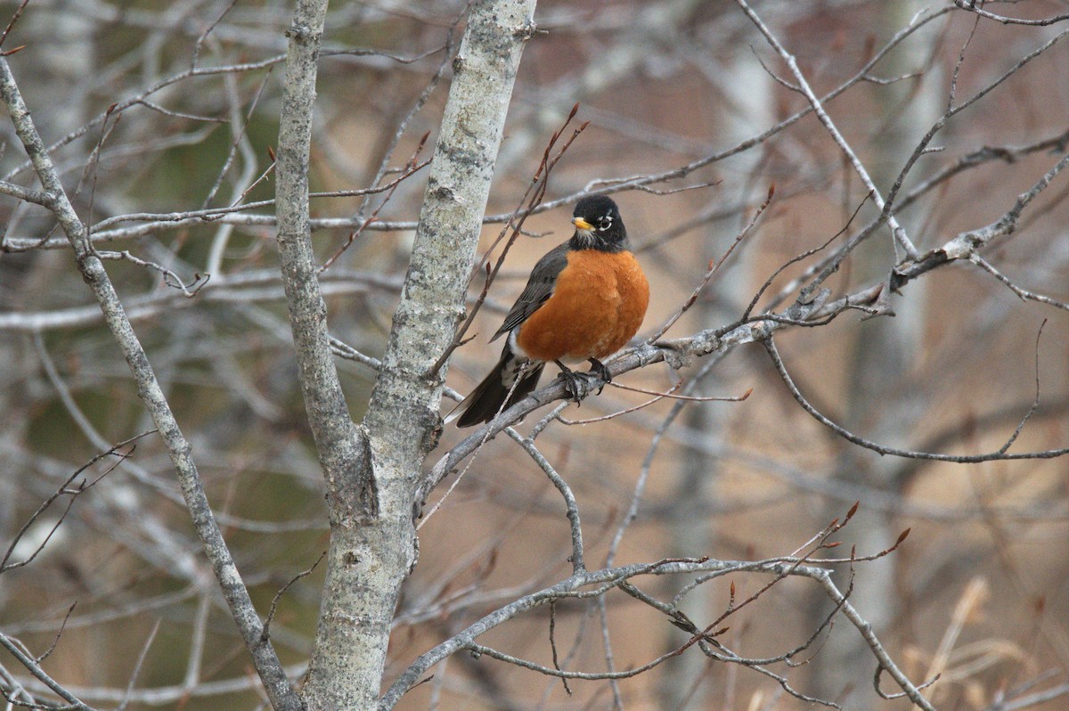 American Robin - ML405516901