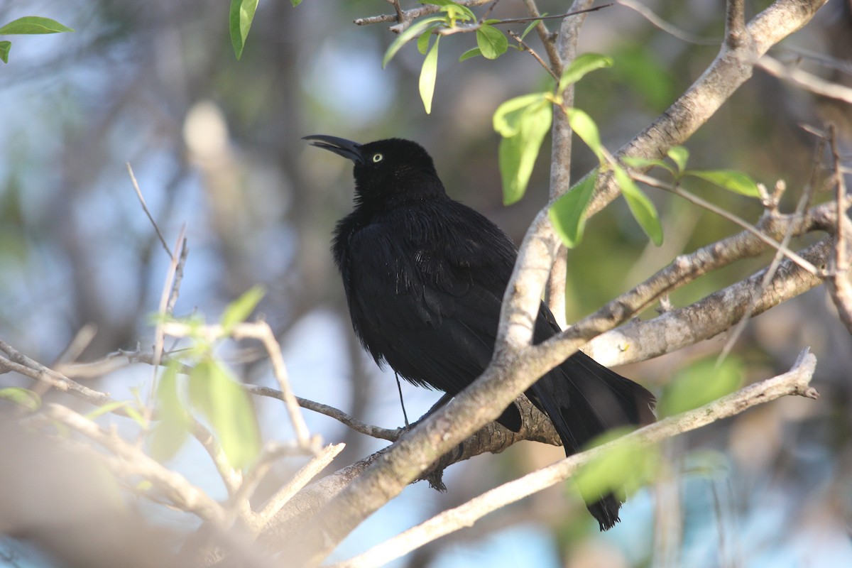 Carib Grackle - Nancy Oborne