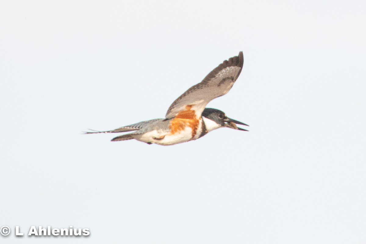 Belted Kingfisher - ML405519661