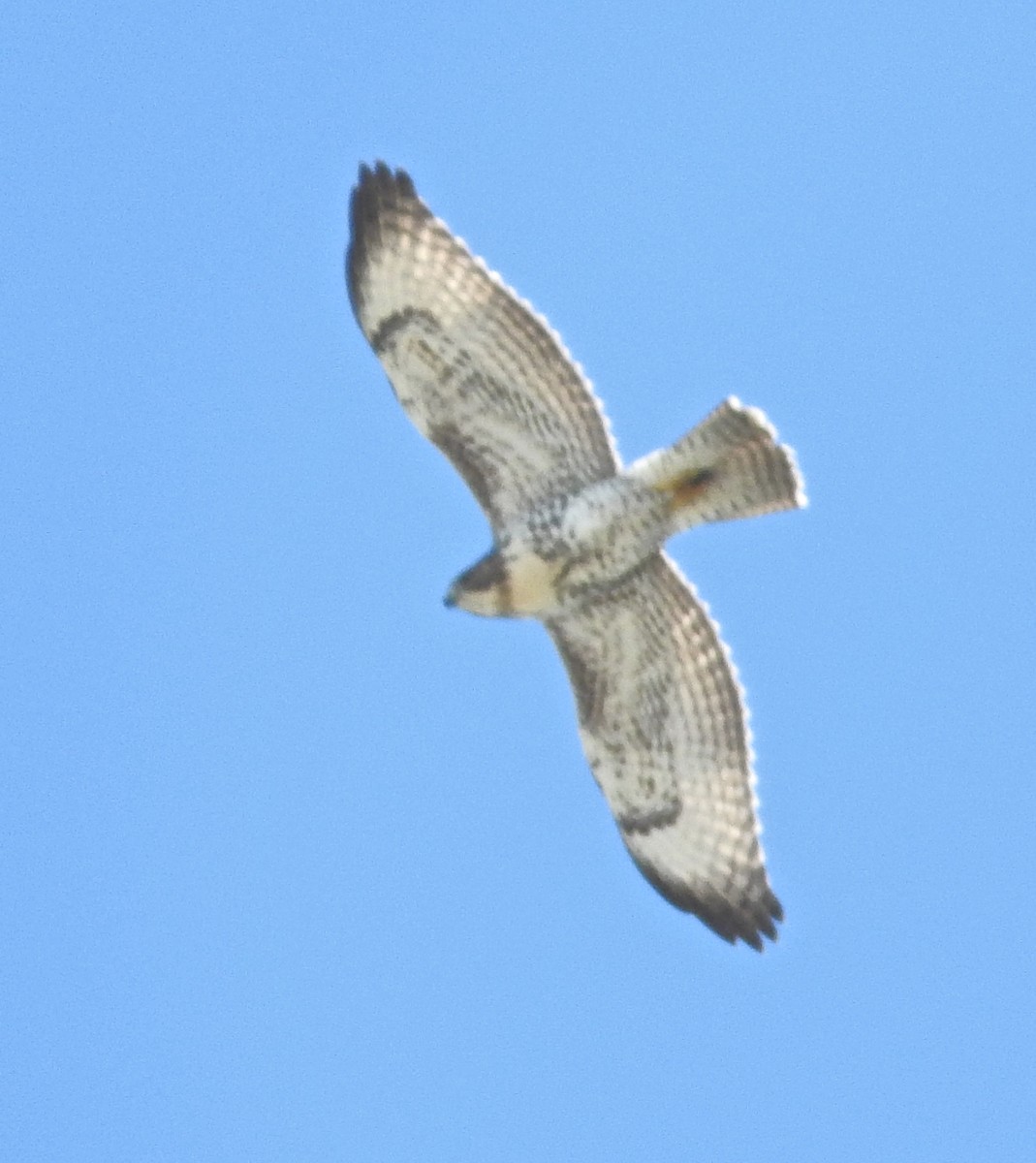 Red-tailed Hawk - ML405520761