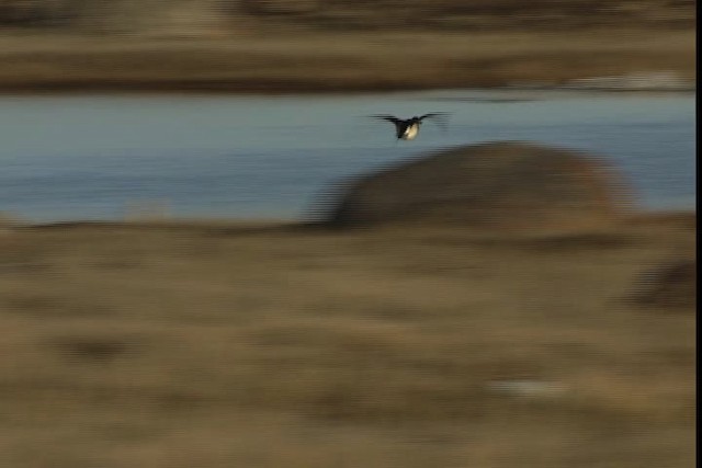 Long-tailed Duck - ML405521