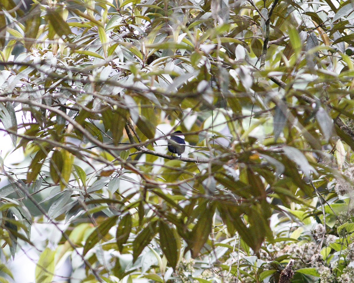 White-ruffed Manakin - ML405521671