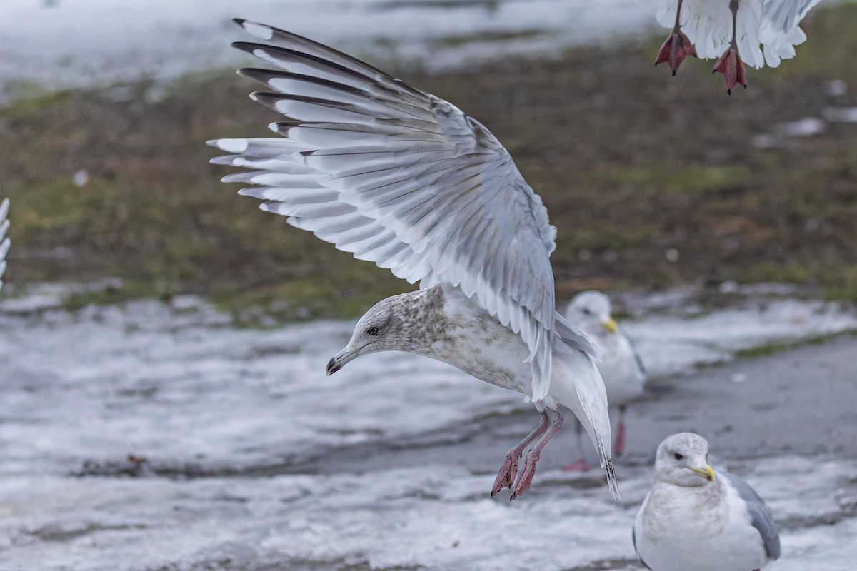 Iceland Gull (Thayer's) - Frank Lin