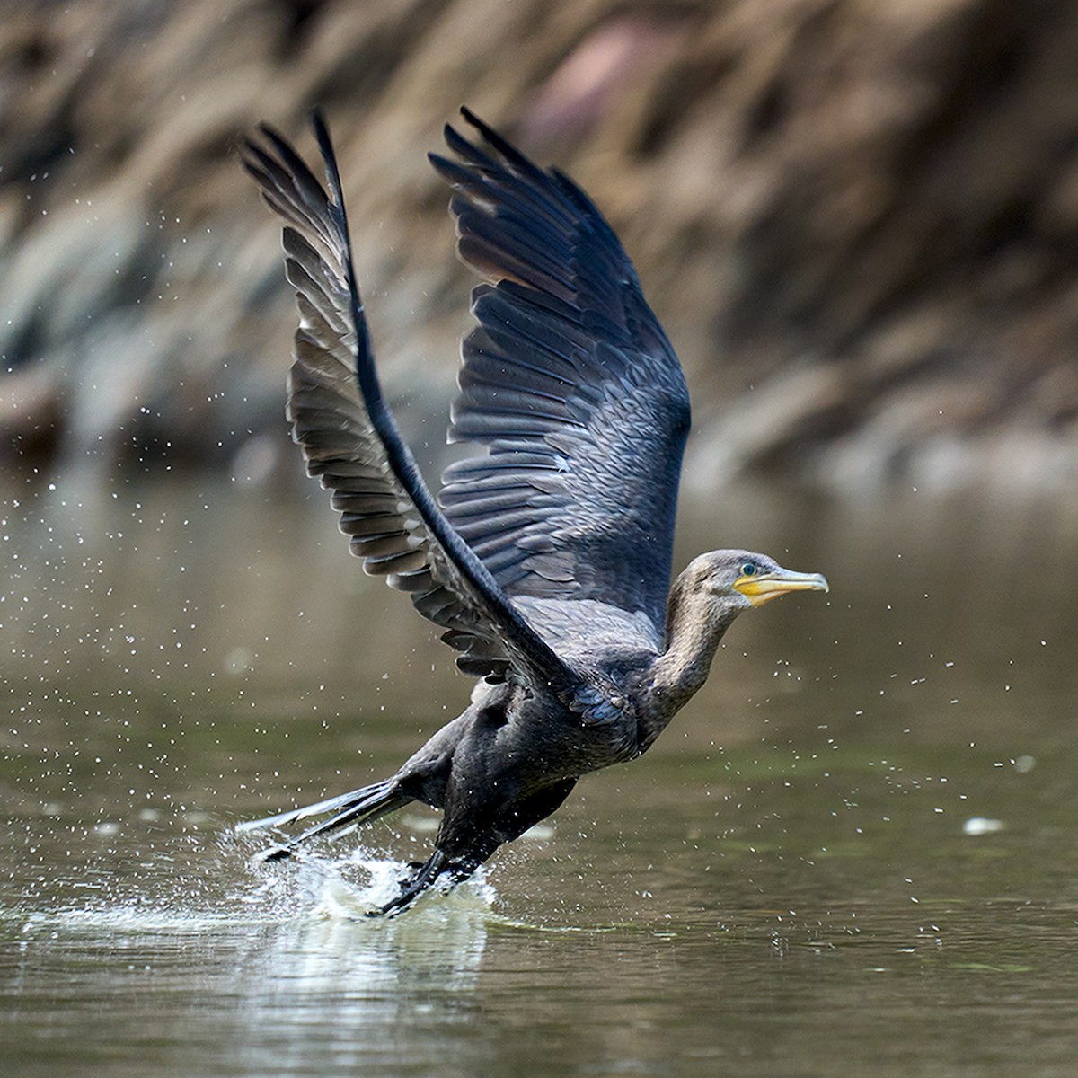 Neotropic Cormorant - ML405522001