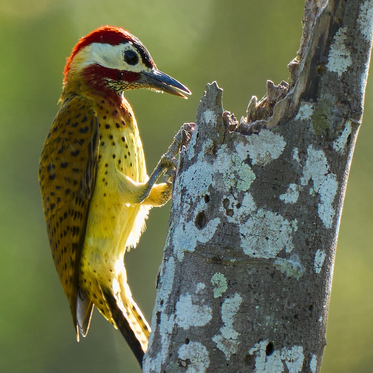 Spot-breasted Woodpecker - ML405522731