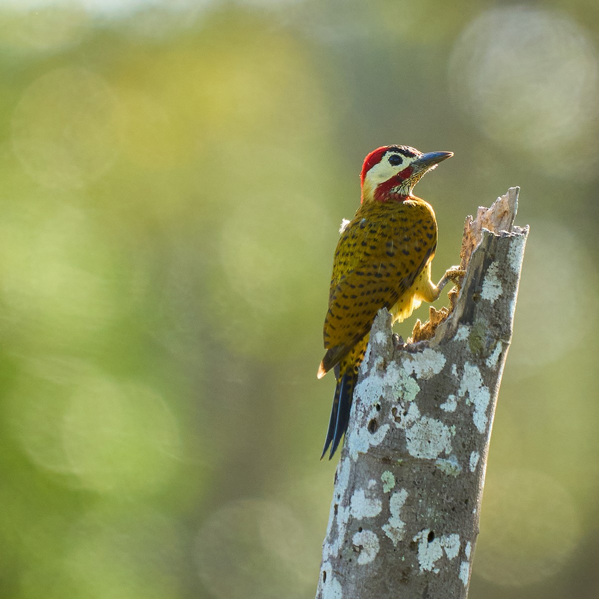 Spot-breasted Woodpecker - ML405522741