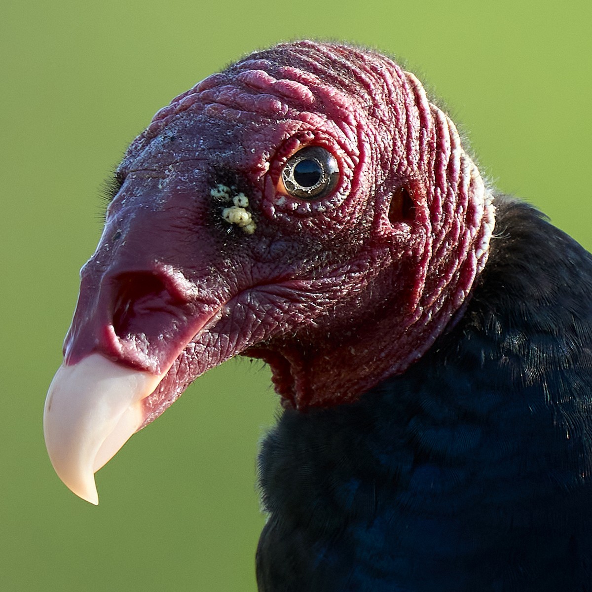 Turkey Vulture - ML405522961