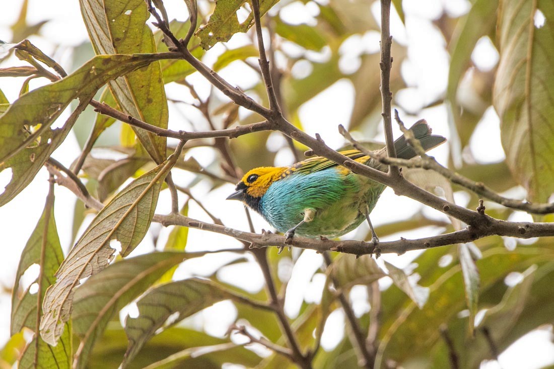 Gilt-edged Tanager - ML405528411