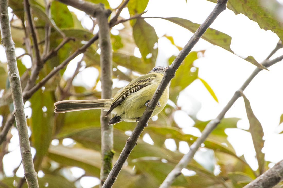 Mottle-cheeked Tyrannulet - ML405528521