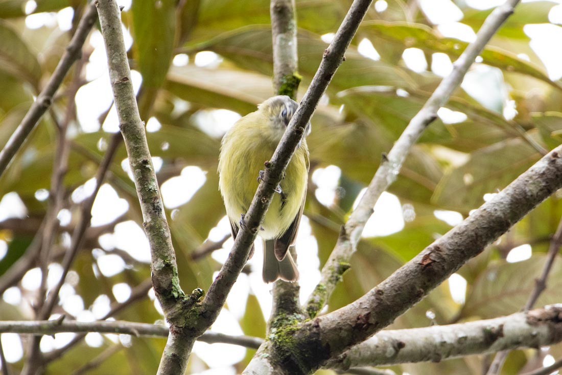 Mottle-cheeked Tyrannulet - ML405528531