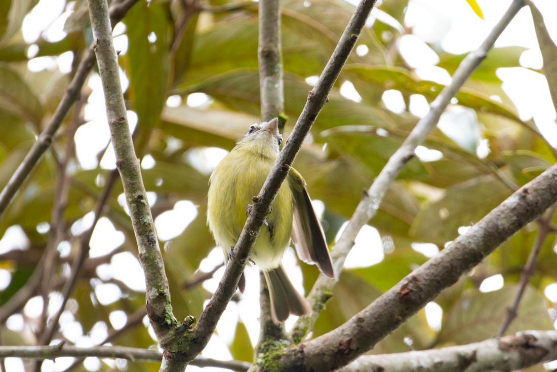 Mottle-cheeked Tyrannulet - ML405528541