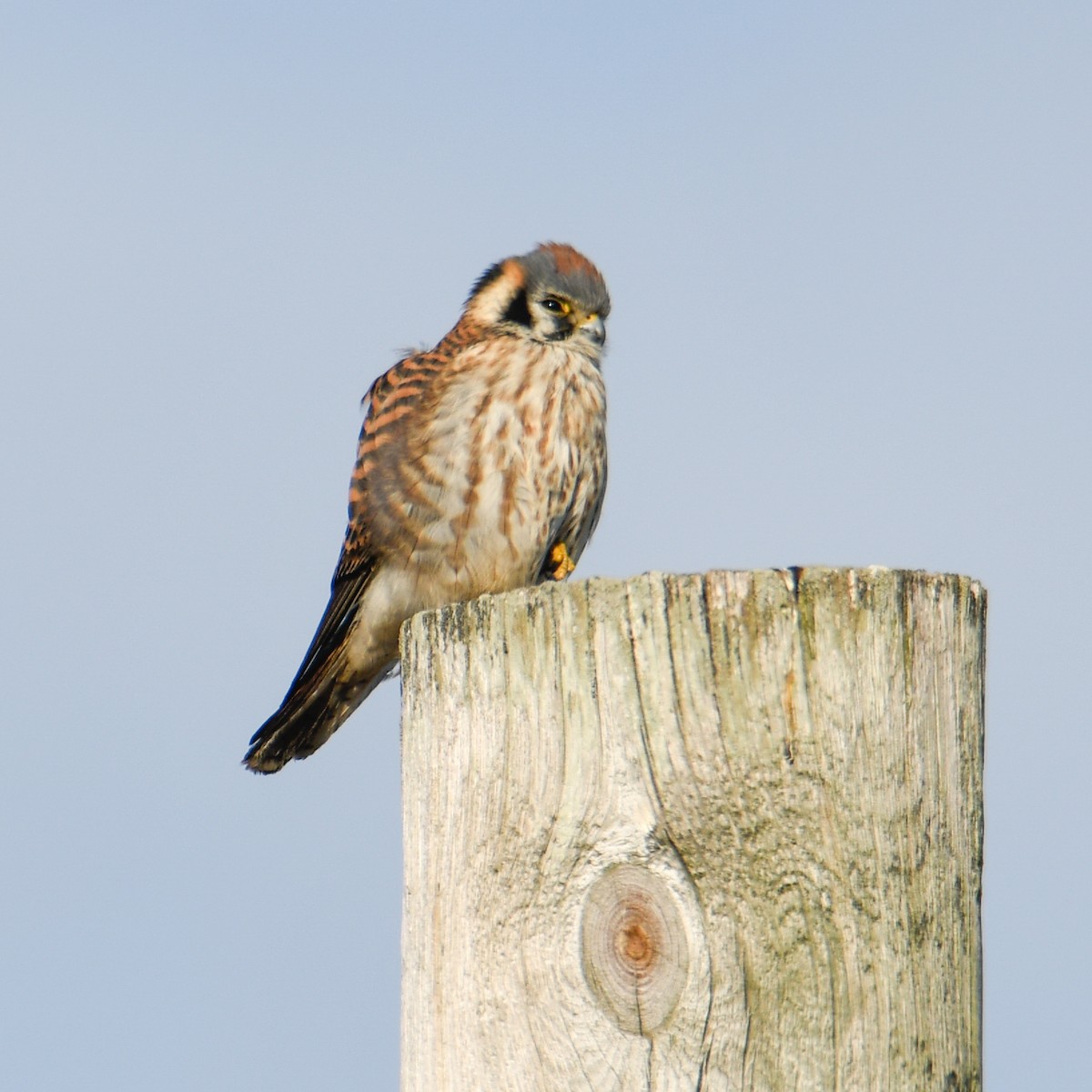 American Kestrel - ML405528981