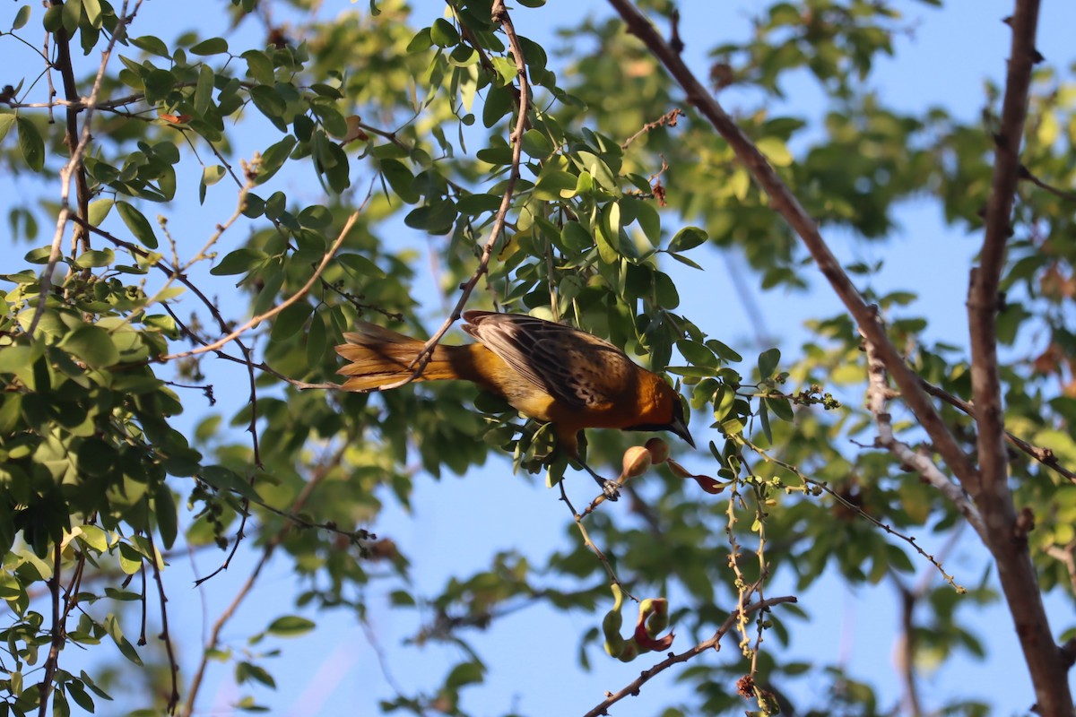 Streak-backed Oriole - ML405529101