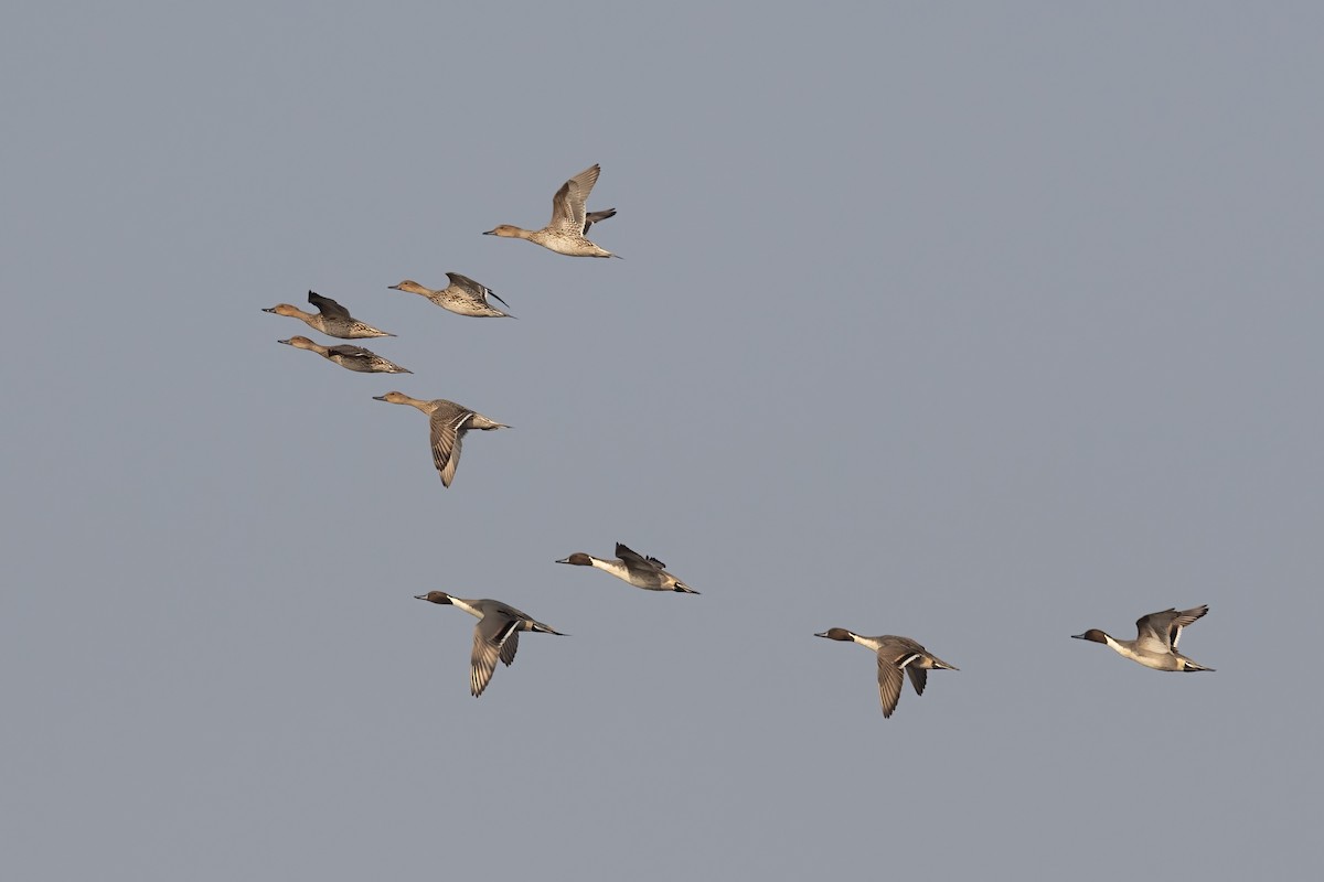 Northern Pintail - Prabhakar Manjunath