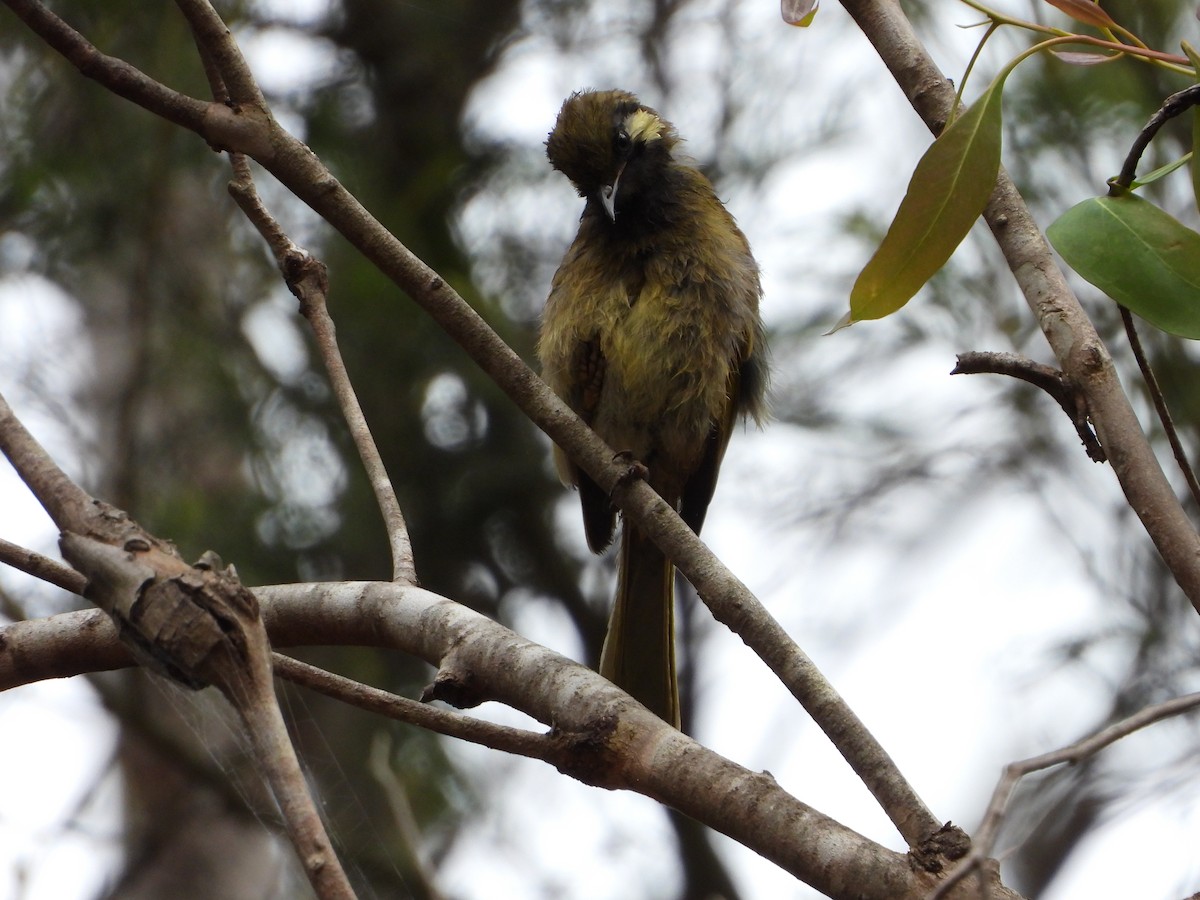White-eared Honeyeater - ML405532141