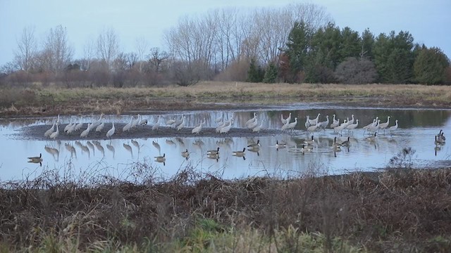 Sandhill Crane - ML405533131