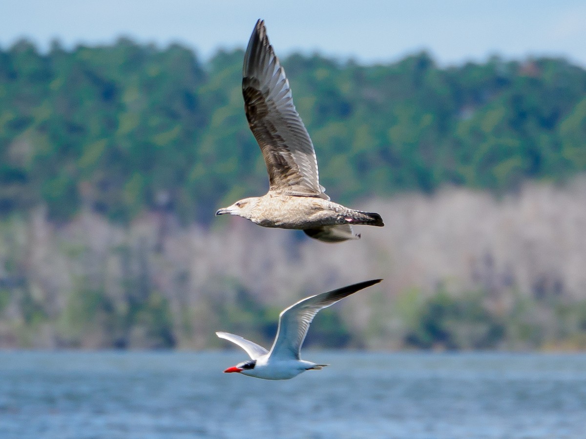 Herring Gull - ML405533691