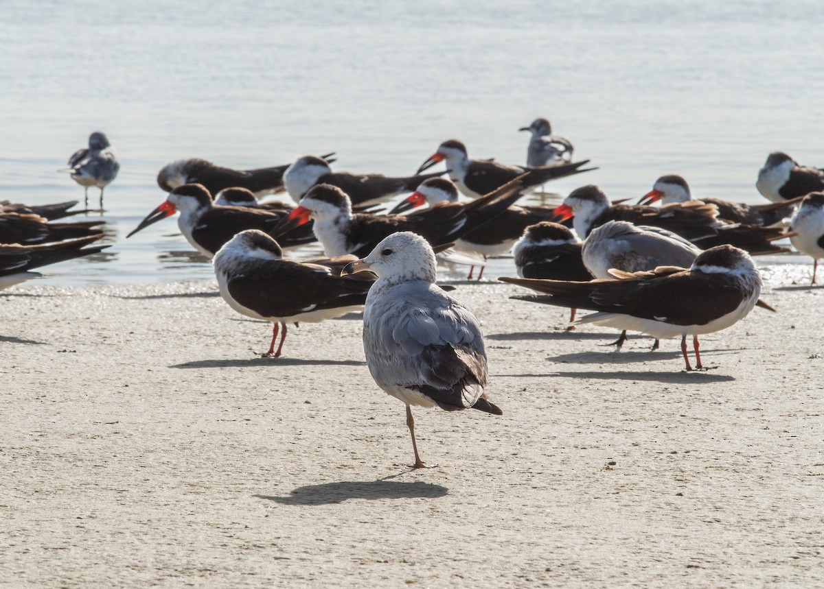 Ring-billed Gull - Ethan Chaipatanapong