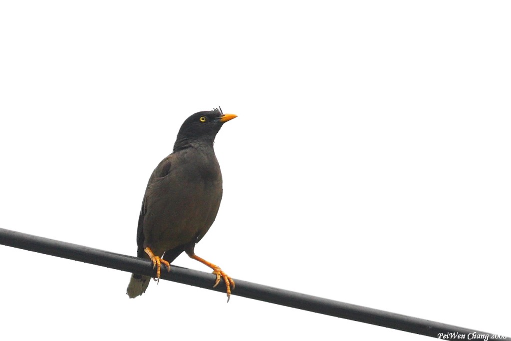 Jungle Myna - ML405534191