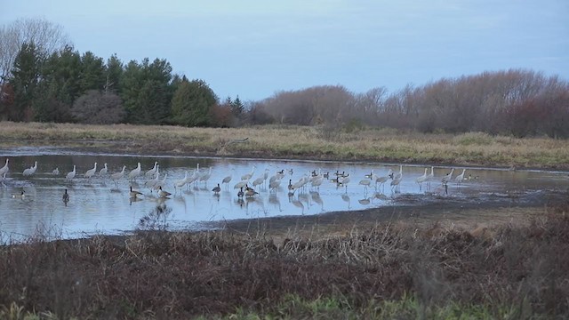 Sandhill Crane - ML405534711