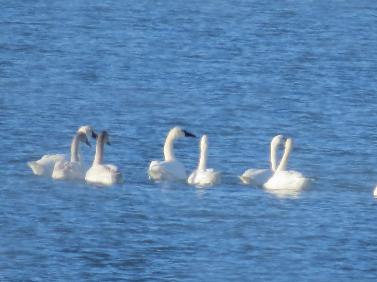 Trumpeter Swan - ML405535121