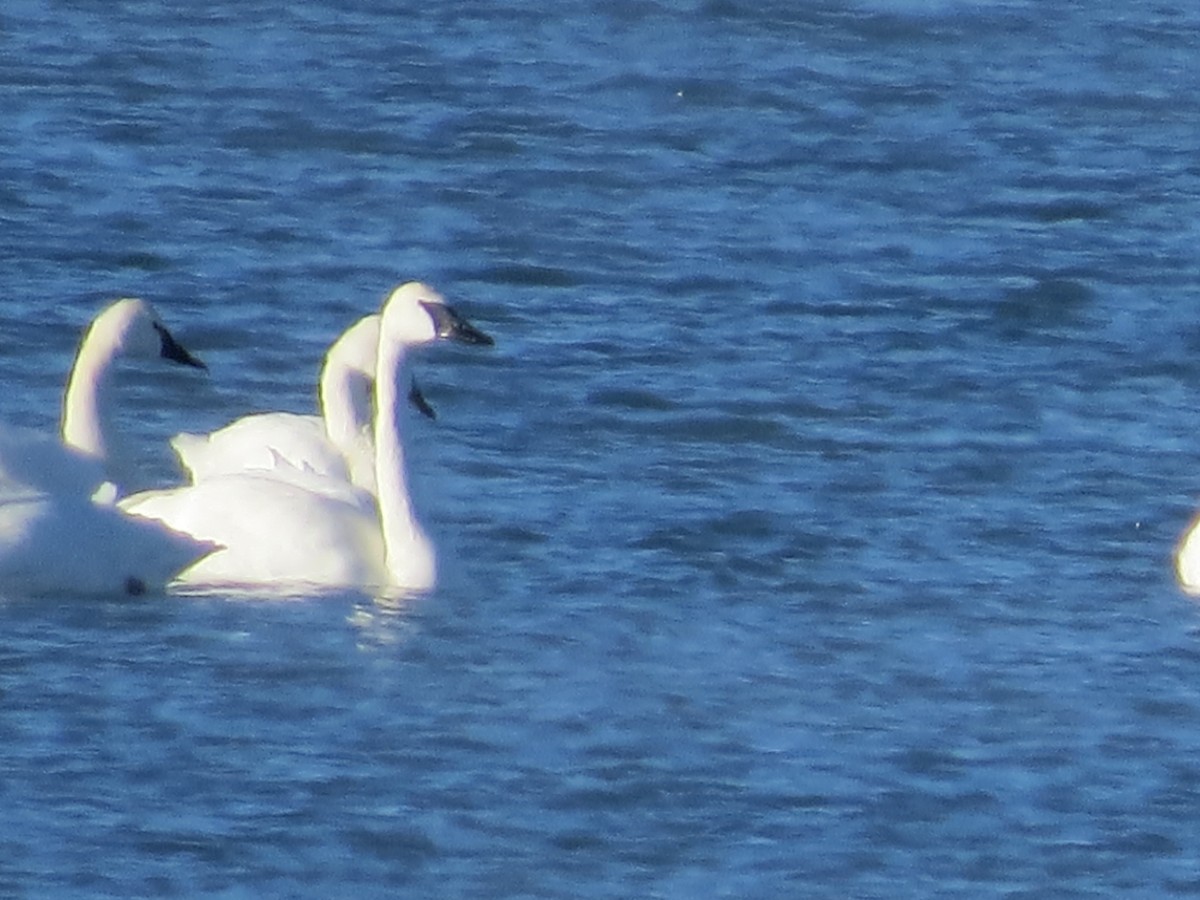 Trumpeter Swan - ML405535151