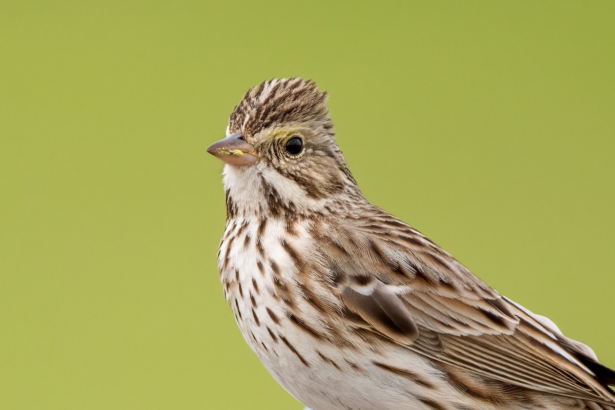 Savannah Sparrow - ML405535671