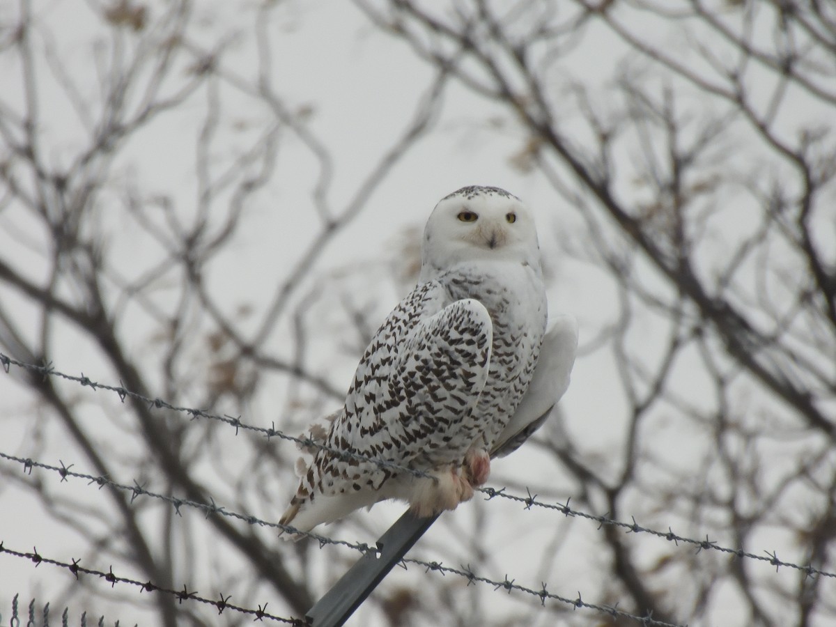 Snowy Owl - ML405535871