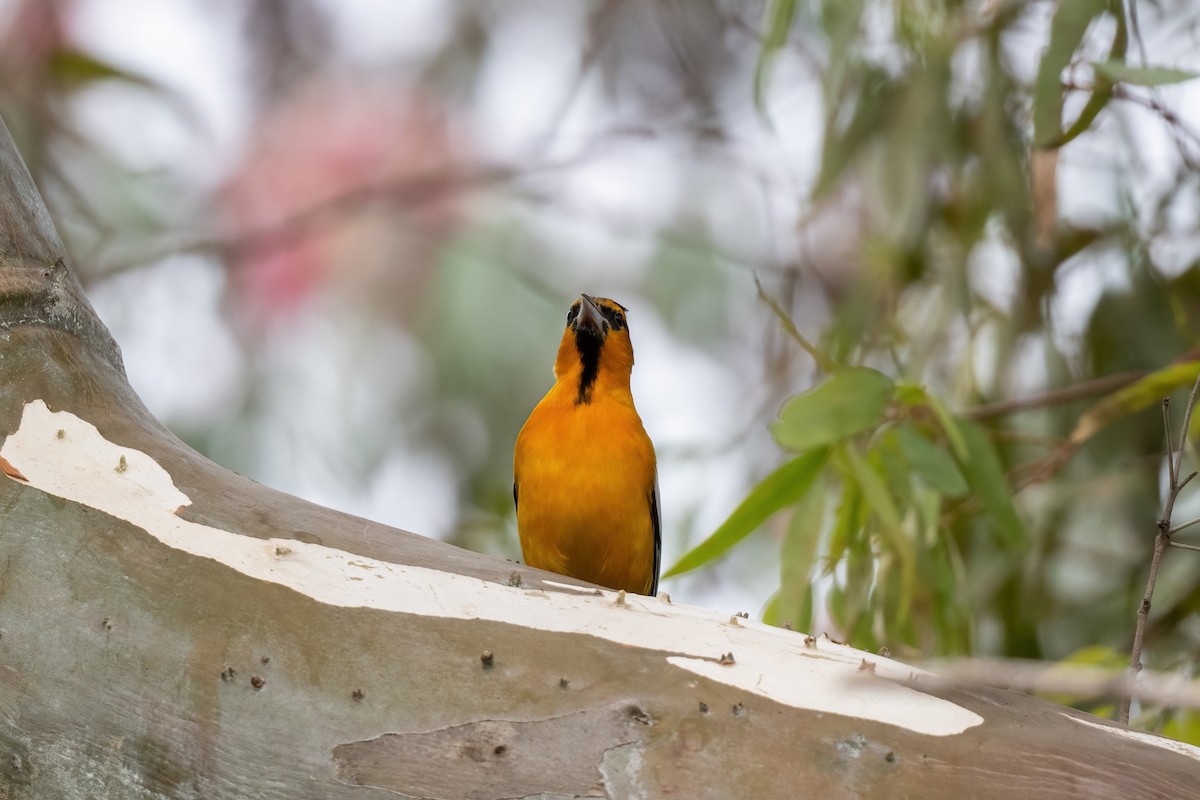 Bullock's Oriole - Andrew Newmark