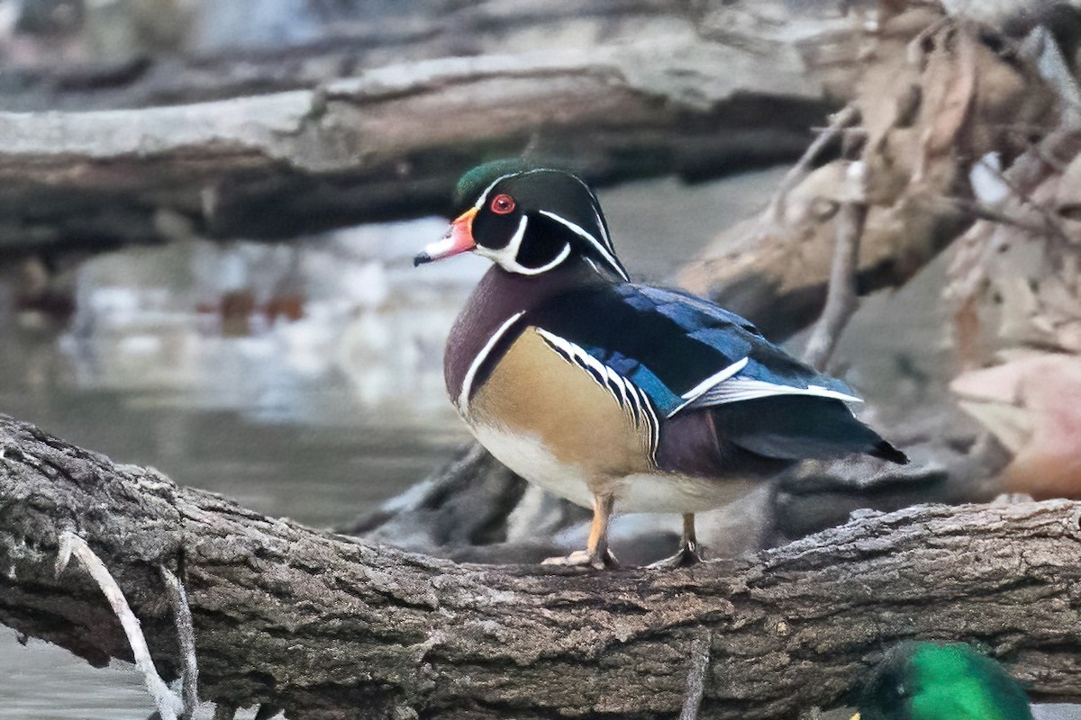 Wood Duck - ML405538071