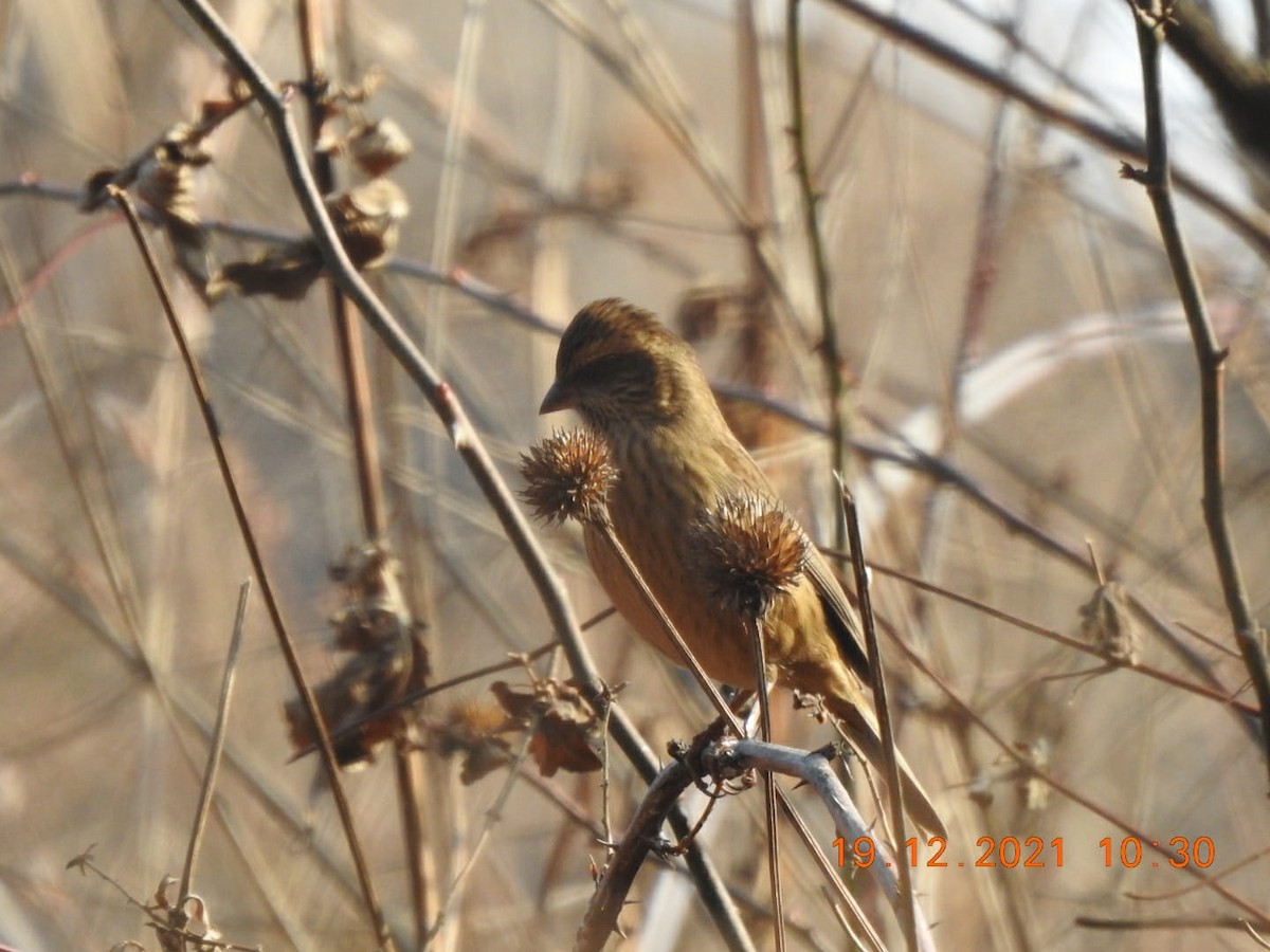 Pink-browed Rosefinch - ML405538451