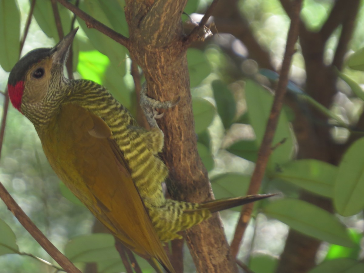 Golden-olive Woodpecker - ML40553891