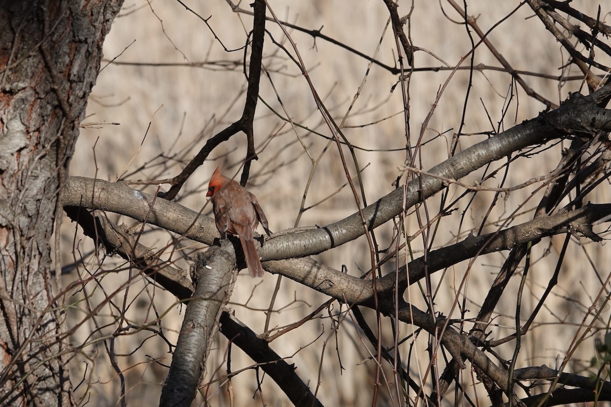 Northern Cardinal - ML405542111