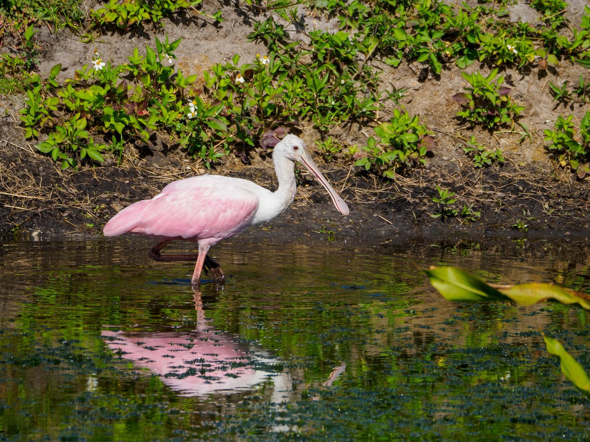 Roseate Spoonbill - ML405547011