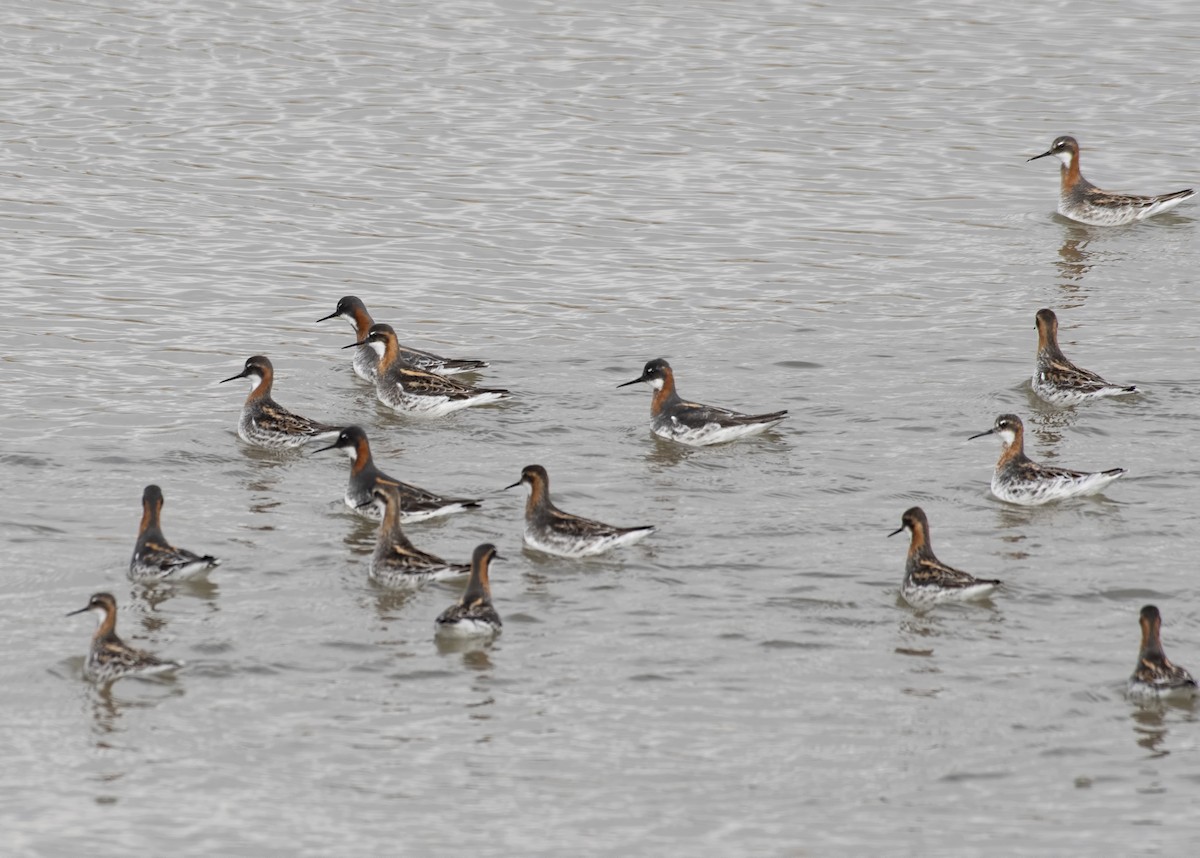 Phalarope à bec étroit - ML405548711