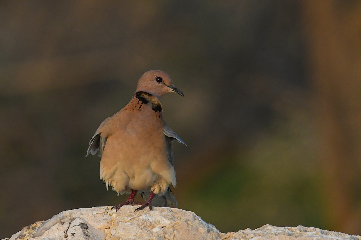 Laughing Dove - ML405549201