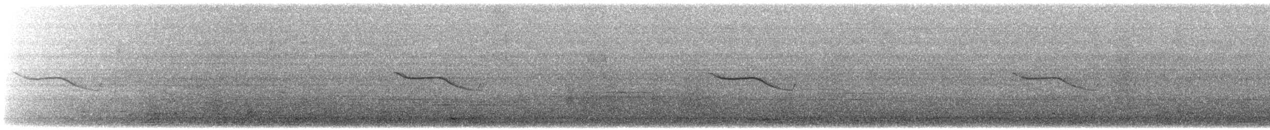 Breitspiegel-Nachtschwalbe - ML40555011