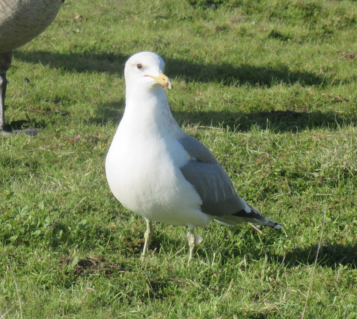 California Gull - ML405550851