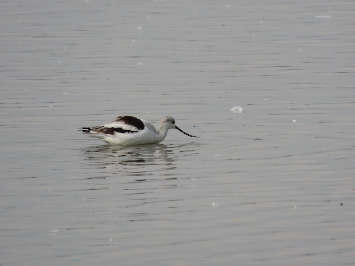 American Avocet - ML405550921