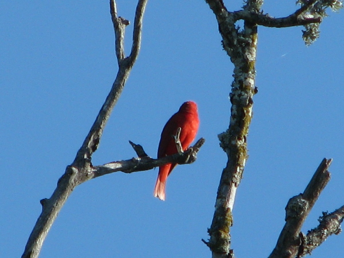 Summer Tanager - ML40555301