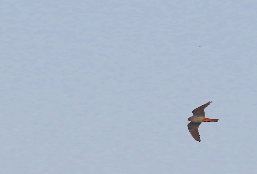 Red-footed Falcon - Eyal Shochat