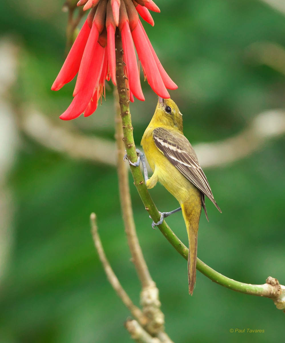 Orchard Oriole - Paul Tavares