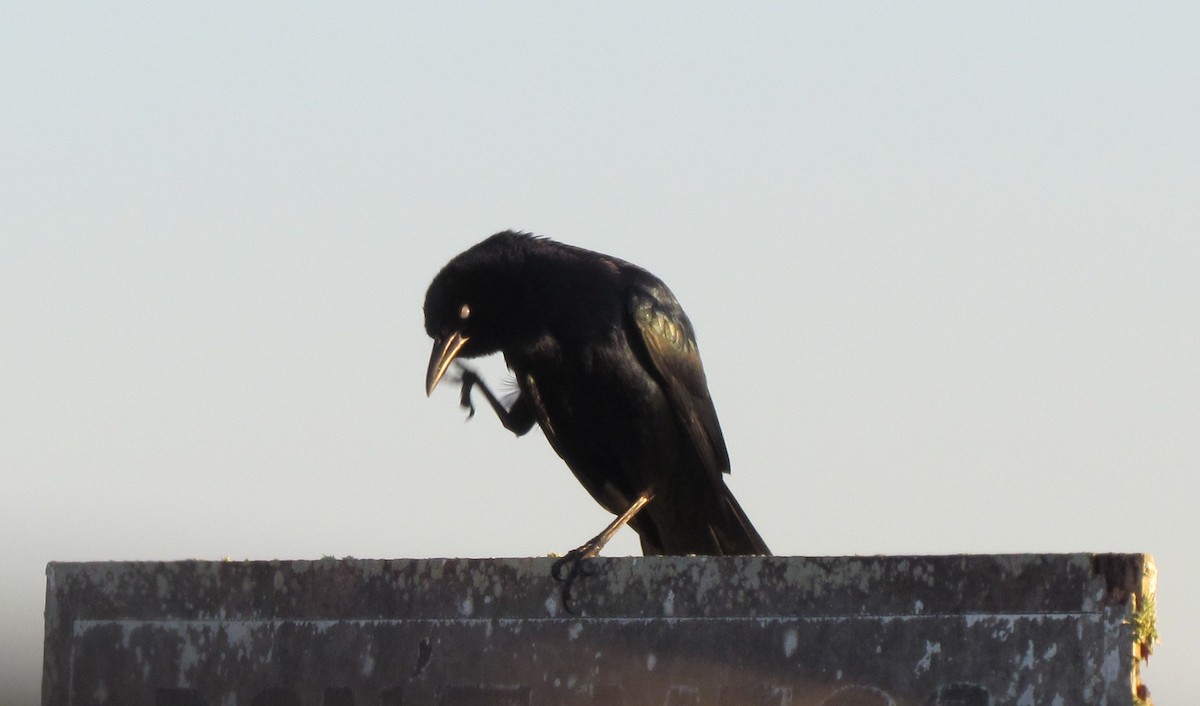 Great-tailed Grackle - ML40555611