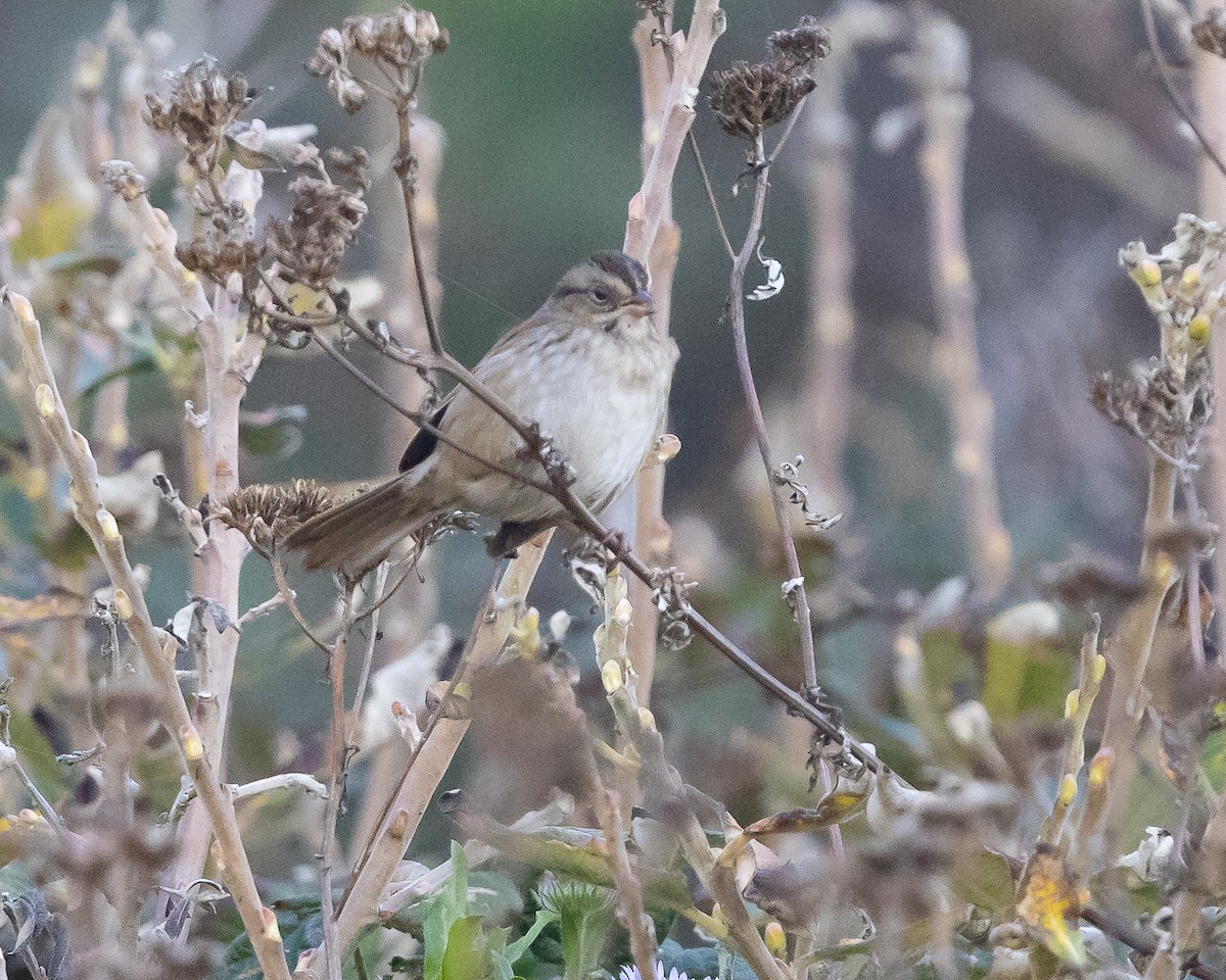 Swamp Sparrow - ML405557601