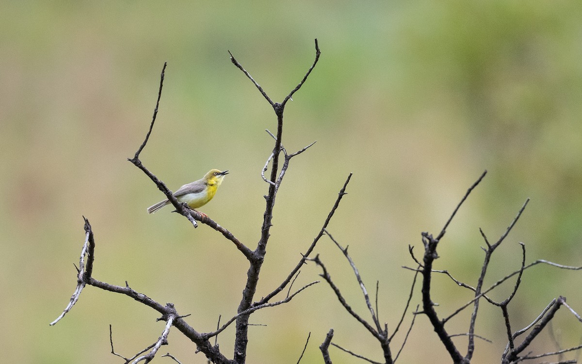 Érémomèle à calotte verte - ML405557671