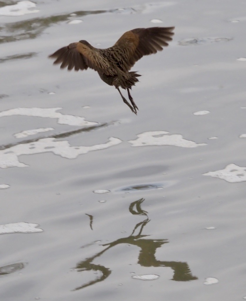 Ridgway's Rail (San Francisco Bay) - Heather Anderson