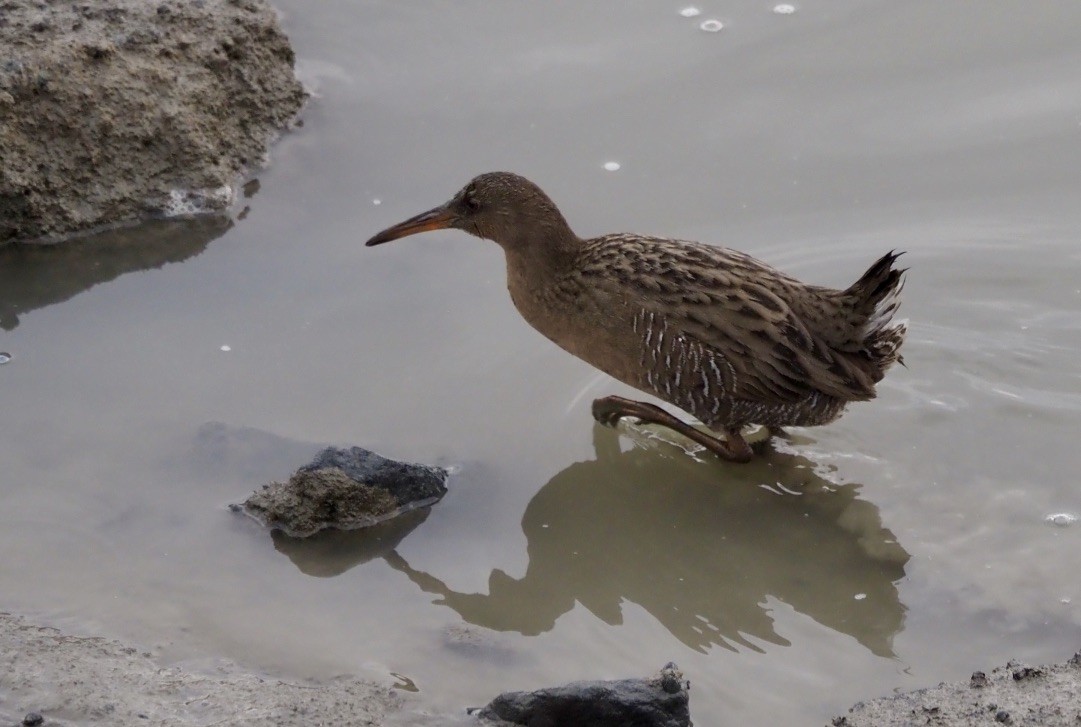 Ridgway's Rail (San Francisco Bay) - ML405558031