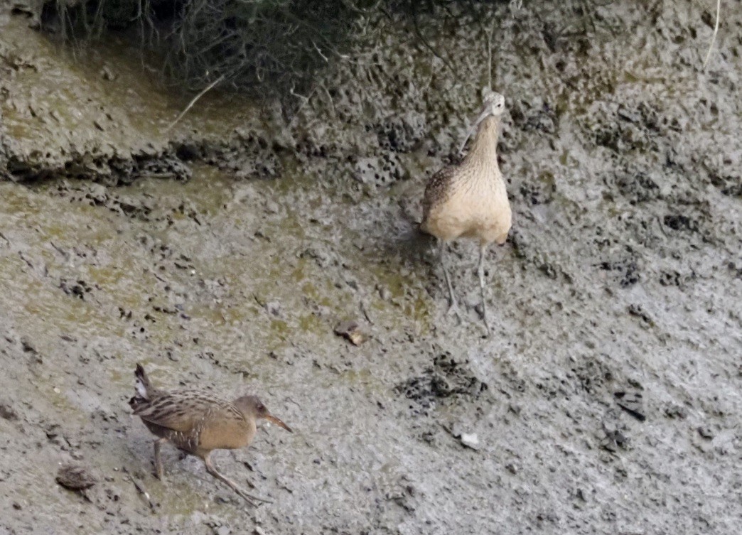 Ridgway's Rail (San Francisco Bay) - ML405558041