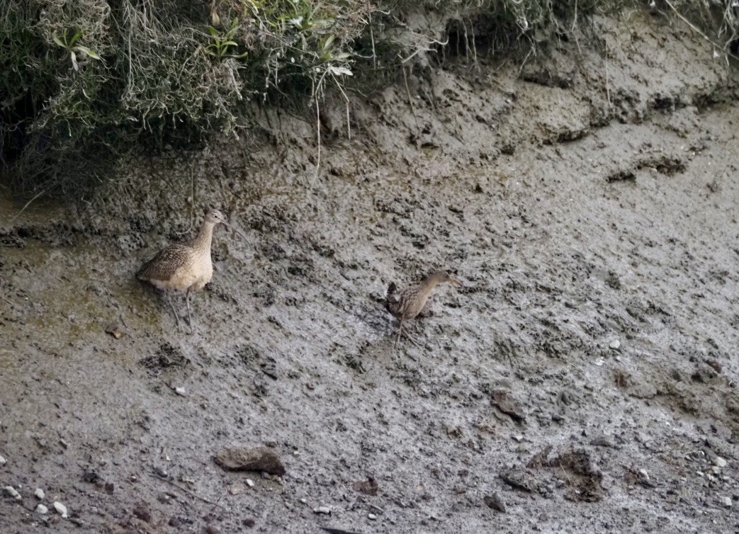 Ridgway's Rail (San Francisco Bay) - Heather Anderson